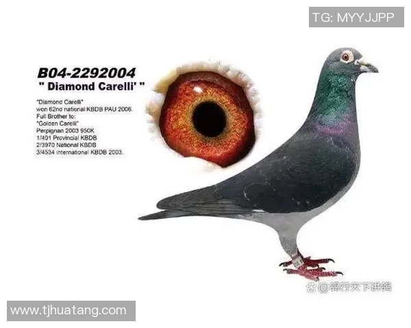 甘美奥与帕尔梅的巅峰对决谁能在赛场上书写新的传奇